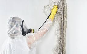 Best Biohazard Mold Removal  in Ller, WA